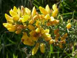 cw-gorse